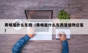 黄喉是什么东西（黄喉是什么东西是植物还是）