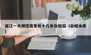 浙江一大坝挖出生长十几年白蚁后（白蚁水库）