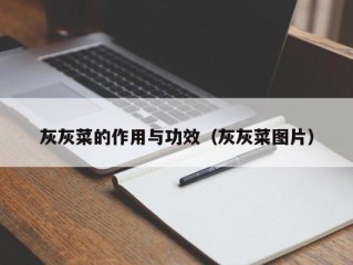 灰灰菜的作用与功效（灰灰菜图片）