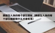 胰腺在人体的哪个部位图解（胰腺在人体的哪个部位图解做什么才查出来）