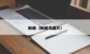 鹈鹕（鹈鹕鸟图片）